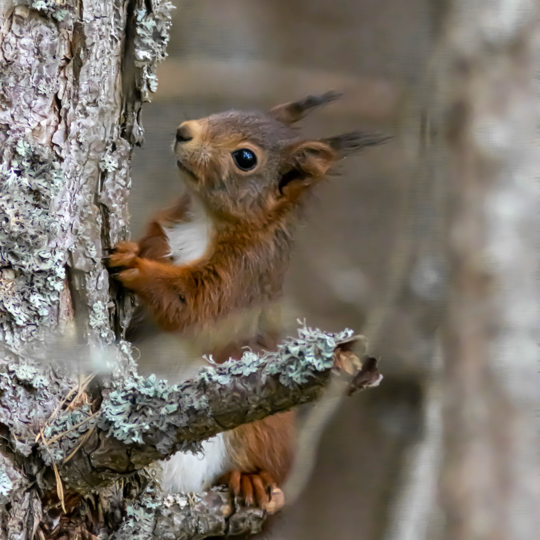 Ecureuil roux - LPO66 - Christian Dislair